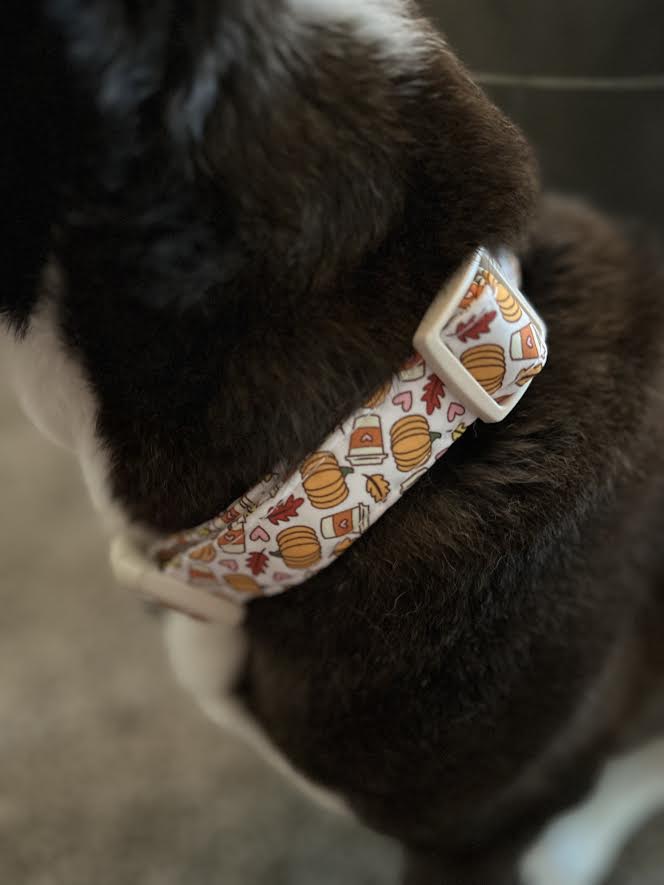 Pumpkin Spice Dog Collar