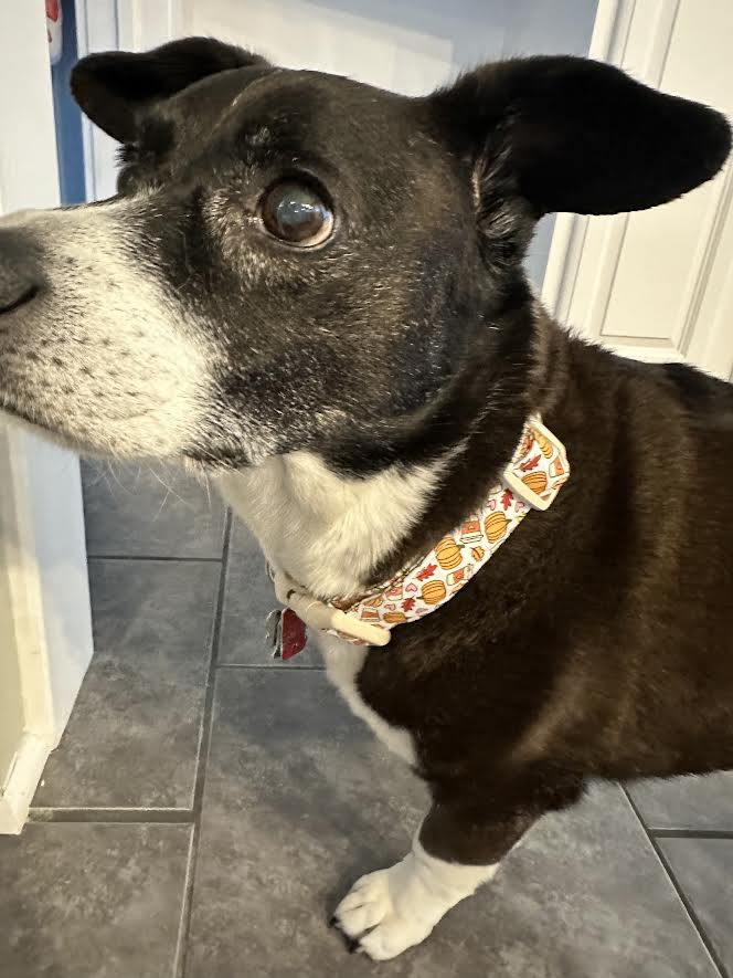 Pumpkin Spice Dog Collar